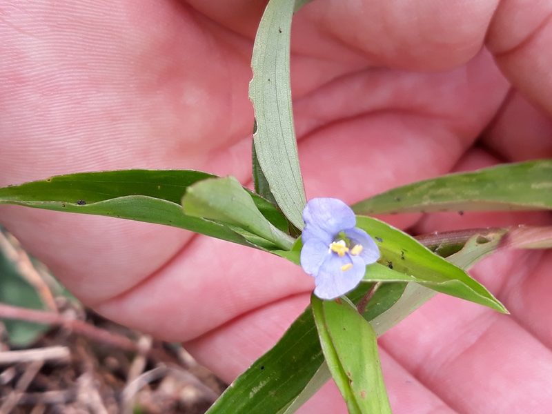 Commelina longicaulis, photographed by Edson Luis Fabro Gasperin