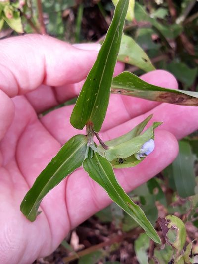 Commelina longicaulis, photographed by Edson Luis Fabro Gasperin
