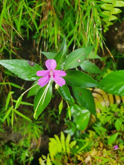 Impatiens platypetala, photographed by Jacek Pietruszewski