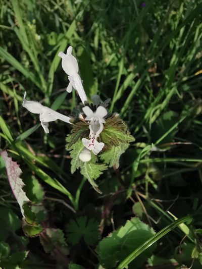Lamium bifidum, photographed by Chris Taklis