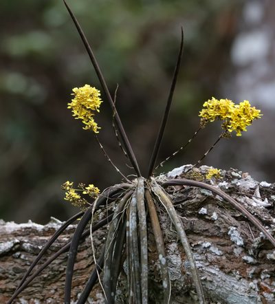 Trichocentrum cebolleta, photographed by Aitor