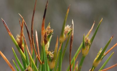 Ficinia echinata, photographed by Charles Stirton