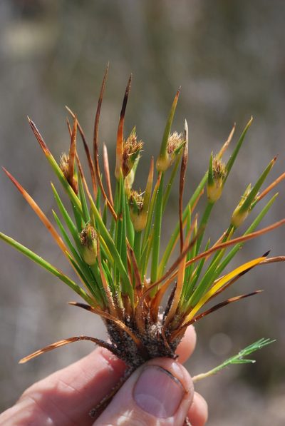 Ficinia echinata, photographed by Charles Stirton