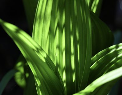 Veratrum fimbriatum, photographed by Karen and Mike