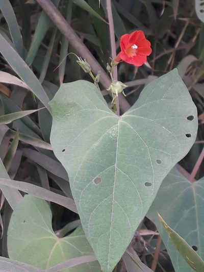 Ipomoea indivisa, photographed by Fernando Sessegolo
