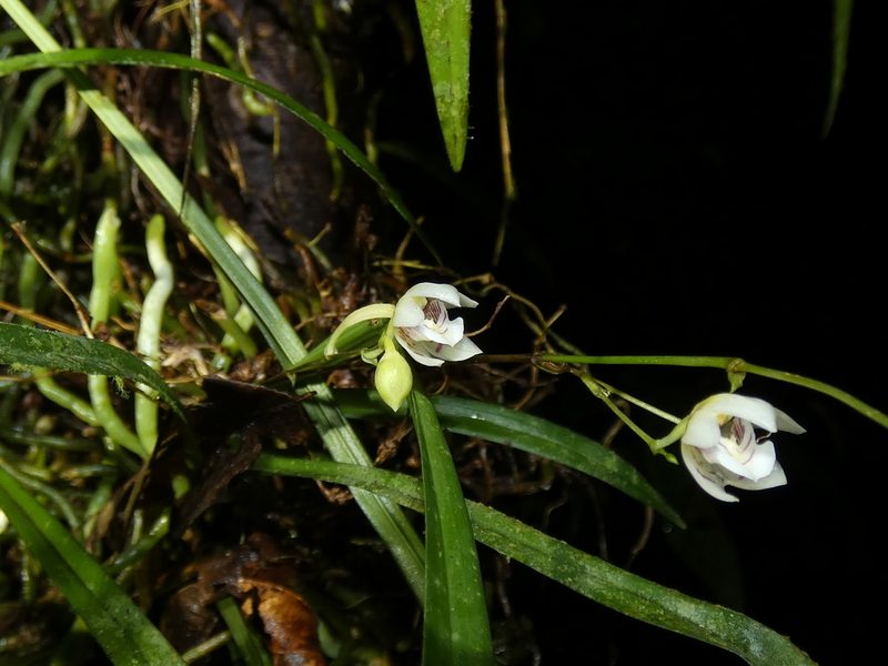 Koellensteinia graminea, photographed by Kai Squires