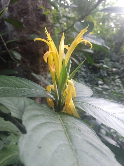 Justicia fimbriata, photographed by Francisco Emilio Roldán Velasco