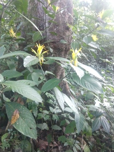 Justicia fimbriata, photographed by Francisco Emilio Roldán Velasco