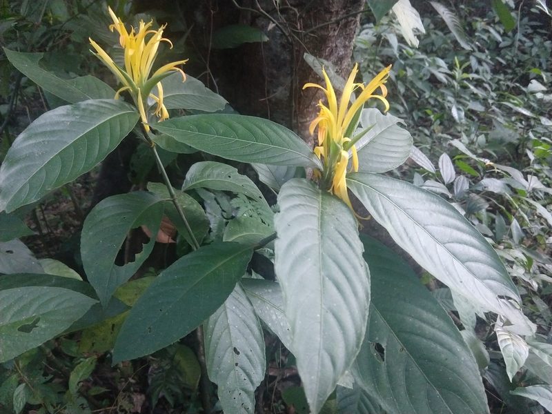 Justicia fimbriata, photographed by Francisco Emilio Roldán Velasco