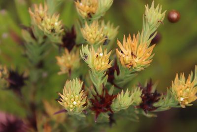 Thesium carinatum, photographed by Tony Rebelo