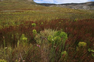 Grubbia rosmarinifolia, photographed by Tony Rebelo