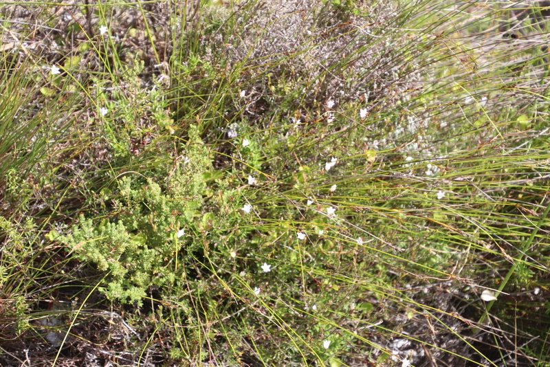 Prismatocarpus schlechteri, photographed by Tony Rebelo