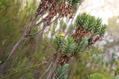 Ursinia eckloniana, photographed by Tony Rebelo