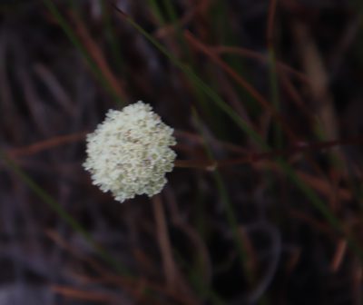 Hermas quinquedentata, photographed by Tony Rebelo