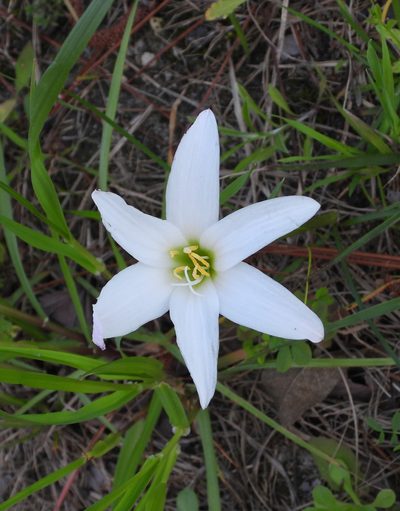Zephyranthes treatiae, photographed by snail_hiker