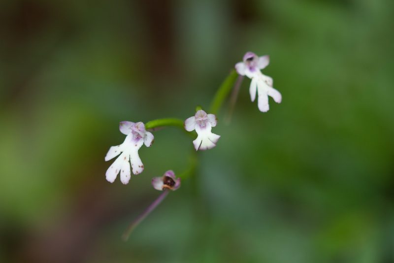 Cynorkis fastigiata, photographed by Claude Kolwelter
