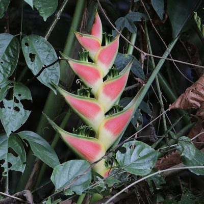 Heliconia wagneriana, photographed by Aitor
