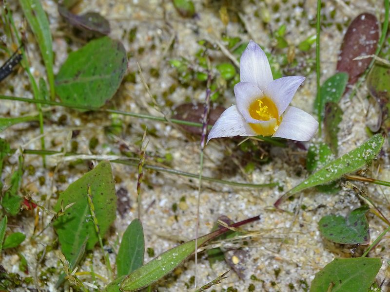 Romulea clusiana, photographed by franciscodocampo