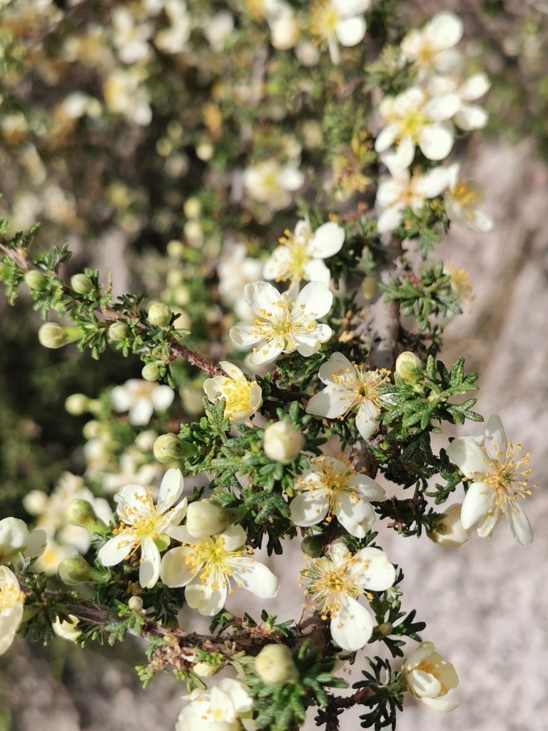 Purshia mexicana, photographed by M. Socorro González Elizondo