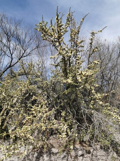 Purshia mexicana, photographed by M. Socorro González Elizondo