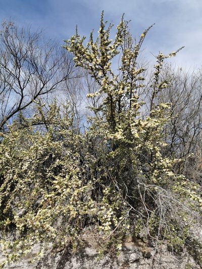 Purshia mexicana, photographed by M. Socorro González Elizondo