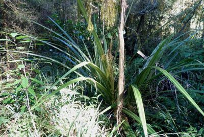 Astelia grandis, photographed by Colin Meurk