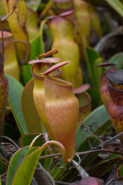 Nepenthes pervillei, photographed by Claude Kolwelter