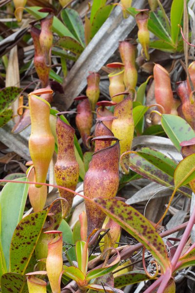 Nepenthes pervillei, photographed by Claude Kolwelter
