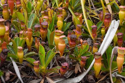 Nepenthes pervillei, photographed by Claude Kolwelter