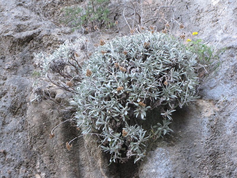 Helichrysum crassifolium, photographed by J Straka