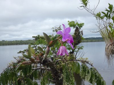 Cattleya violacea, photographed by Kai Squires