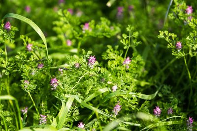 Fumaria densiflora, photographed by Melissa McMasters