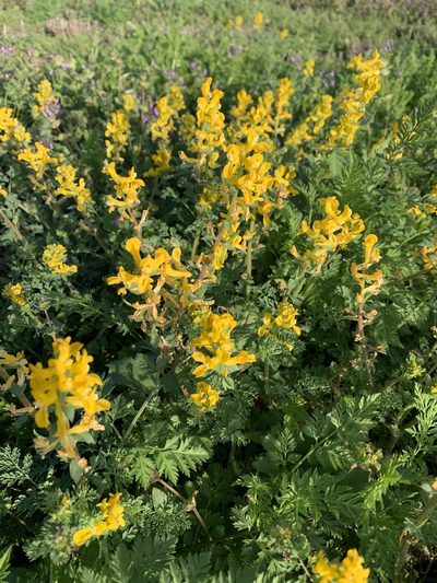 Corydalis curvisiliqua, photographed by lanechaffin
