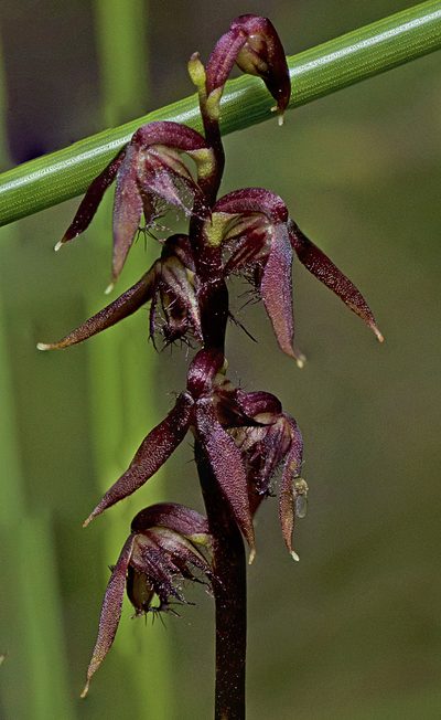 Genoplesium acuminatum, photographed by Tony Eales
