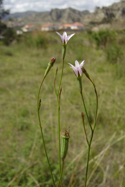 Wahlenbergia linarioides, photographed by Alfredo F. Fuentes Claros