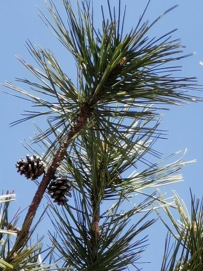 Pinus teocote, photographed by M. Socorro González Elizondo