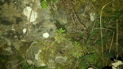 Sedum cepaea, photographed by Mattia Menchetti