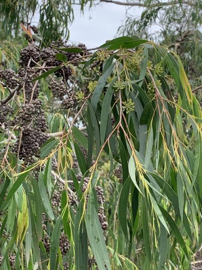 Eucalyptus elata, photographed by Guy Taseski