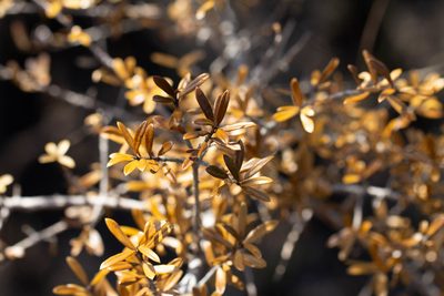 Ilex myrtifolia, photographed by Jessica