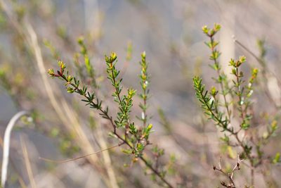 Hypericum brachyphyllum, photographed by Jessica