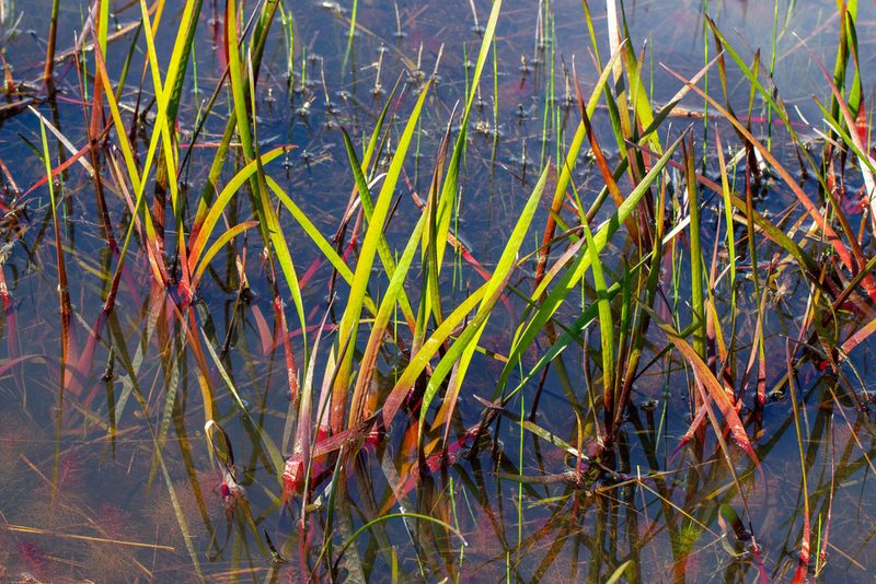 Juncus polycephalus, photographed by Jessica