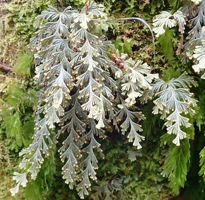 Hymenophyllum malingii, photographed by John Steel