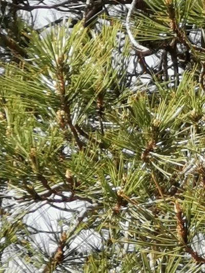 Pinus teocote, photographed by M. Socorro González Elizondo