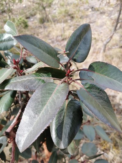 Arbutus bicolor, photographed by M. Socorro González Elizondo
