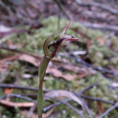 Chiloglottis reflexa, photographed by Cowirrie
