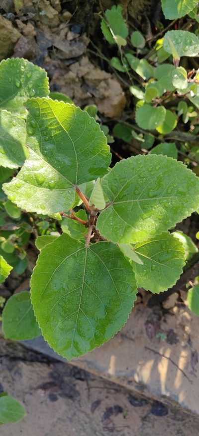 Ficus palmata, photographed by Rohit Naniwadekar