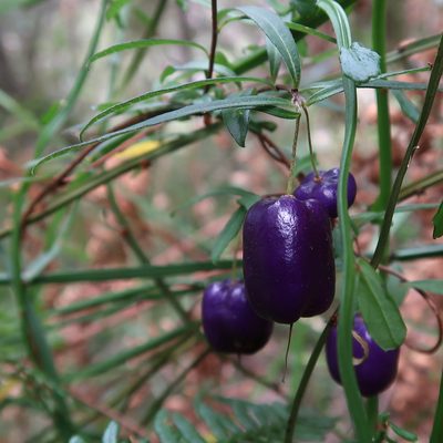 Billardiera macrantha, photographed by Cowirrie