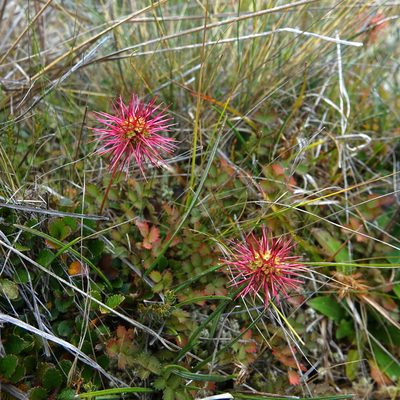 Acaena microphylla, photographed by Stewart Armstrong
