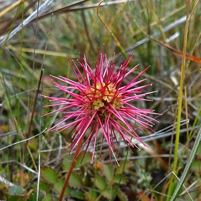 Acaena microphylla, photographed by Stewart Armstrong