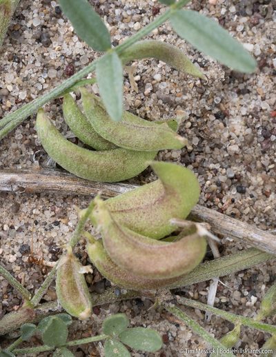 Astragalus geyeri, photographed by Tim Messick